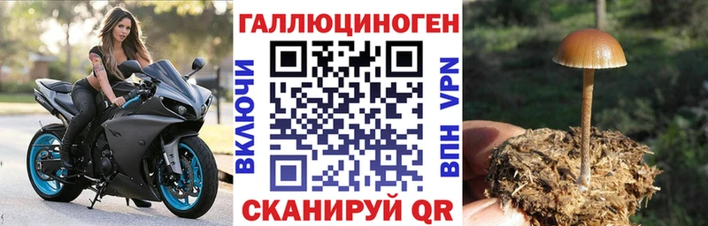Псилоцибиновые грибы Psilocybine cubensis  Гусев 